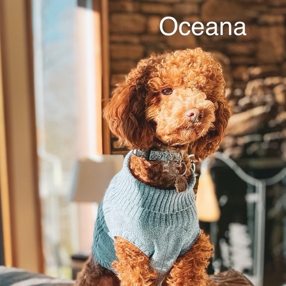 Meet the cute poodles! - Picture 8 of 8